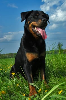 This is my meadow