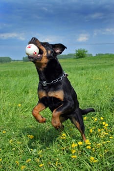 The Rottweiler lady Jule von Kalenborn can currently be seen with yours truly every Tuesday at 9.10 p.m. on VOX at TOP DOG - Deutschland sucht den Superhund.