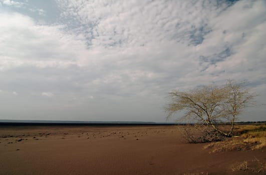 Lonely tree