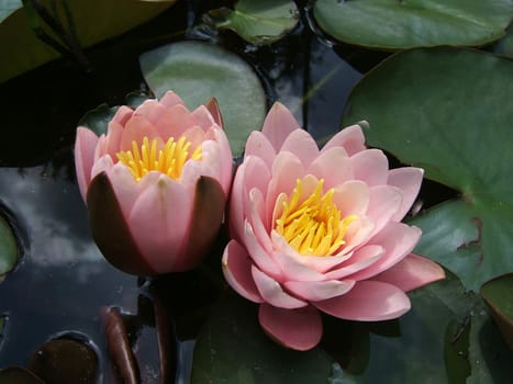Double Pack Rose