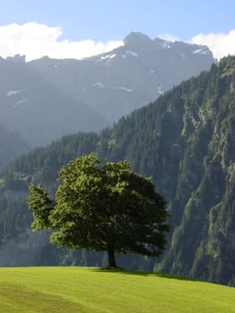 Uri soil Mountain landscape in Central Switzerland Switzerland