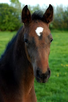 Youngster