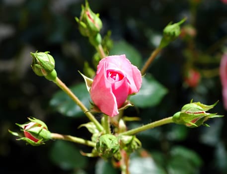 Rose Star