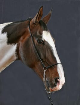 Schecktrakehner under studio conditions.