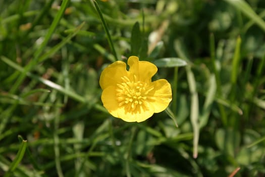 Buttercup