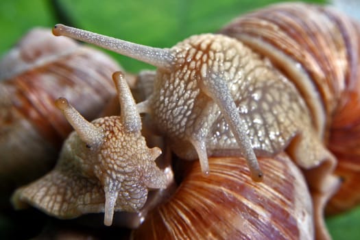 Slugs in Love