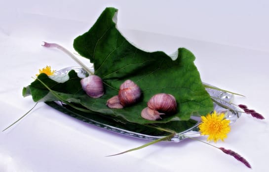 Snails Trio