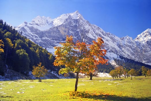 young mapletree