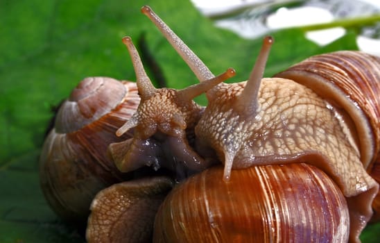 Pair of snails