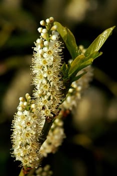 Cherry laurel