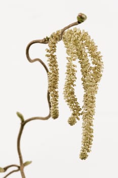 Fresh shoot of a common hazel (Corylus avellana) with male flowers and a female flower with a slight cuttlefish tint