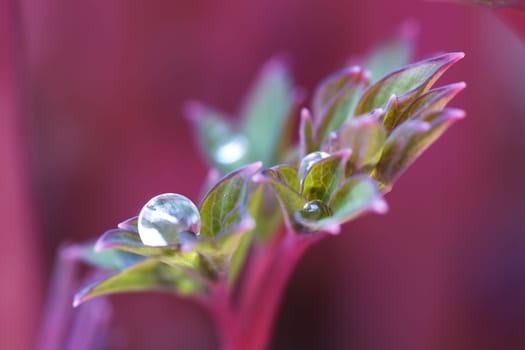 A young shoot of a watery heart,on the leaves of which there are drops