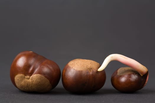 chestnuts