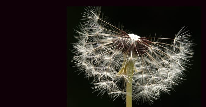 Dandelion