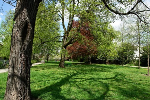 Spring Awakening