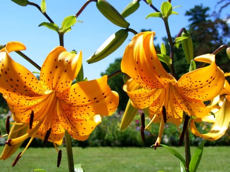 Lily