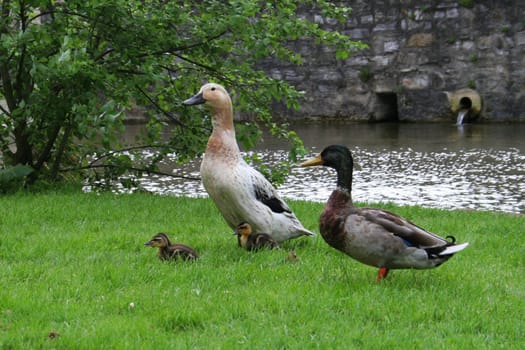 Blended family