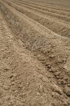 Accurately made furrows in a field for carrot cultivation