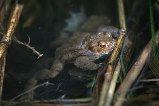 Spawning waters with frogs