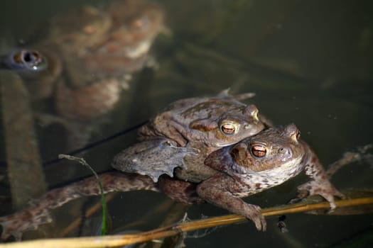 Spawning waters with frogs