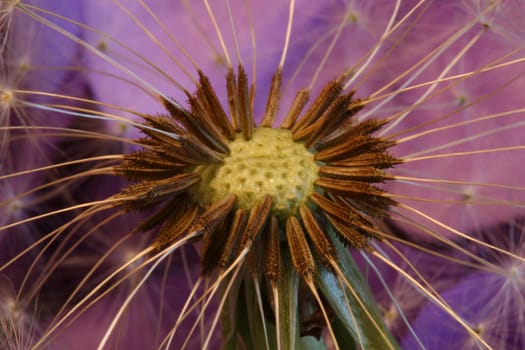 Dandelion