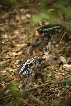Two fawns that seem to have just been born (Wildlife - photographed in the local forest)