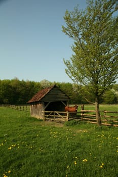 Pasture with stable and cows