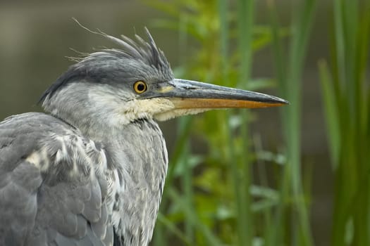 This young grey heron has probably just fledged. He was a bit insecure,but not shy at all.