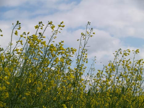 rapeseed
