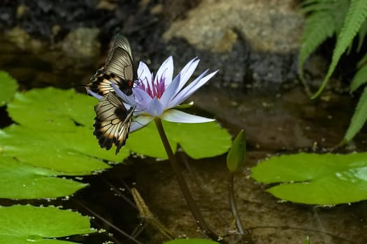 Two exotic butterflies met in a small pond in the butterfly house of the Luisenpark Mannheim