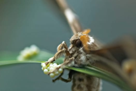 The caterpillars of this large butterfly feed on the leaves of the tree of gods. The moth originates from Asia,but is now also spreading more and more in Europe. However,this specimen lives in the butterfly house of Luisenp