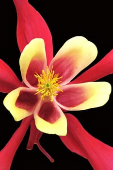 Columbine