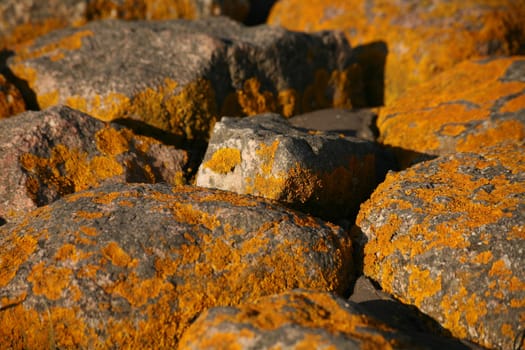 Stones with yellow lichens on the beach of the North Sea in Cuxhaven