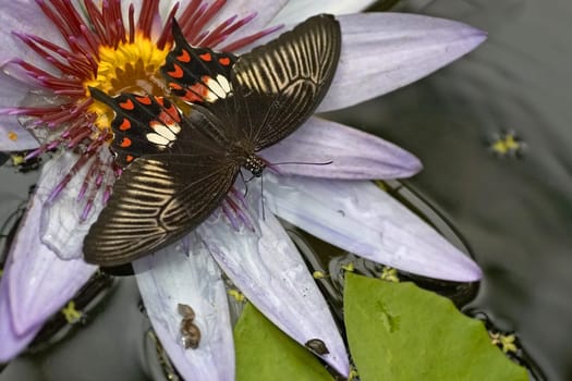 In a small pond in the butterfly house of the Luisenpark Mannheim