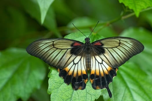 is this exotic butterfly in the butterfly house of the Luisenpark Mannheim