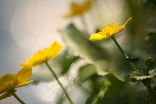 Marsh marigolds