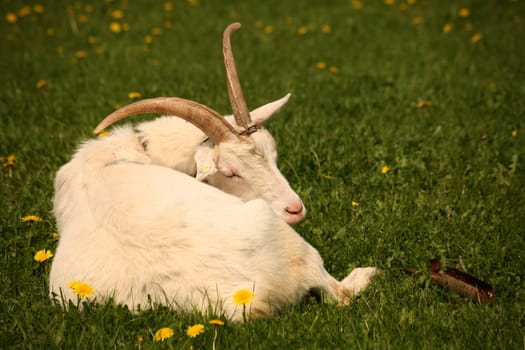 White German goat on a dandelion willow
