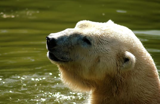 It's a bit overshadowed on the head again,but that's my favorite polar bear again!:-)