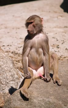 - monkey sharp -