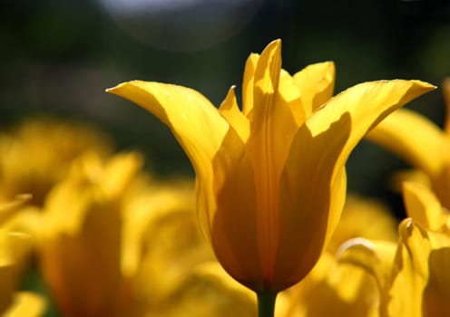 backlit