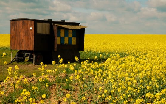 The bee chariot