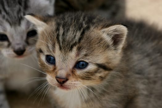 When is Mamma coming?