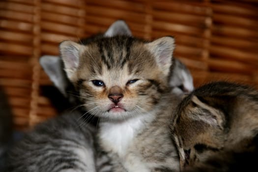 Wink