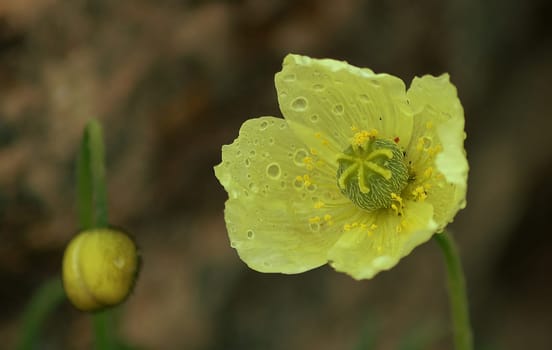 It has poured out of pots again (which is not uncommon at the moment) and slowly my last little poppies are broken by the storm......