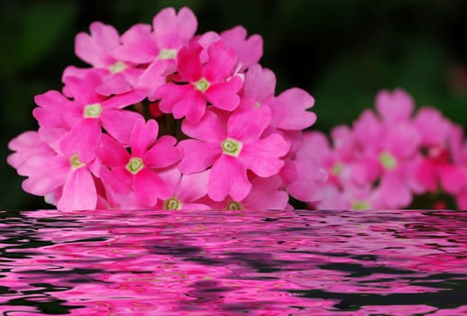 Sea of flowers