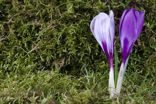 Two crocuses against a moss background
