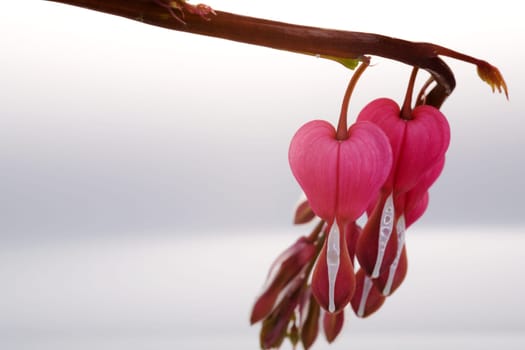 An instinct of a tearful heart as if gone with the wind
