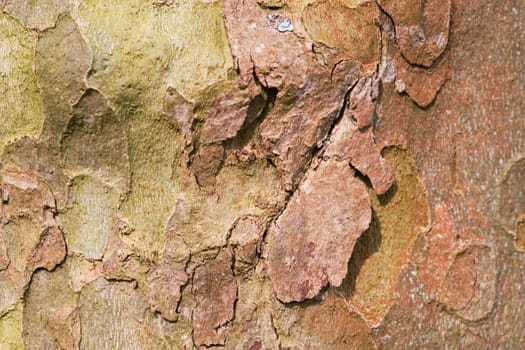 Close-up of the bark of a plane tree as a background