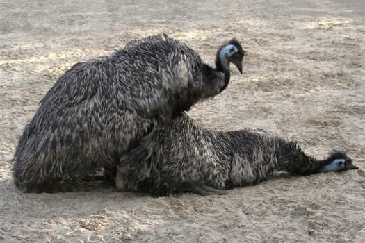 Emu Love
