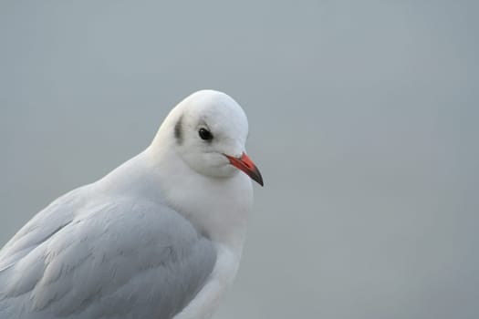 Seagull Portrait